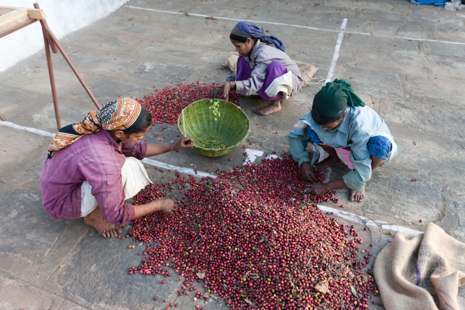 Kaffeepflückerinnen beim Sortieren von Kaffeekirschen auf der Palthope Farm in Indien.