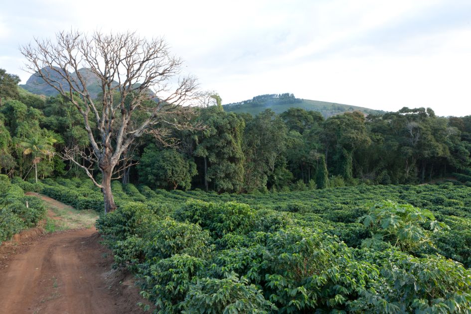 baum am Wegrand neben einem Kaffeefeld auf der Fazendas Dutra.