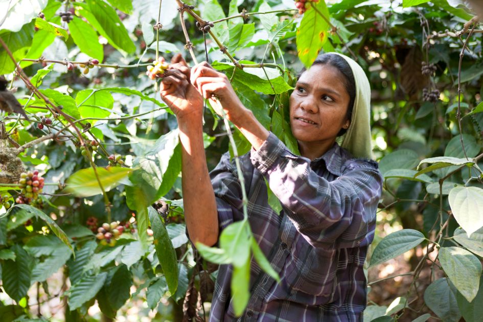 Kaffeepflückerin beim Picken der reifen Kaffeekirschen auf der Palthopefarm in Indien.