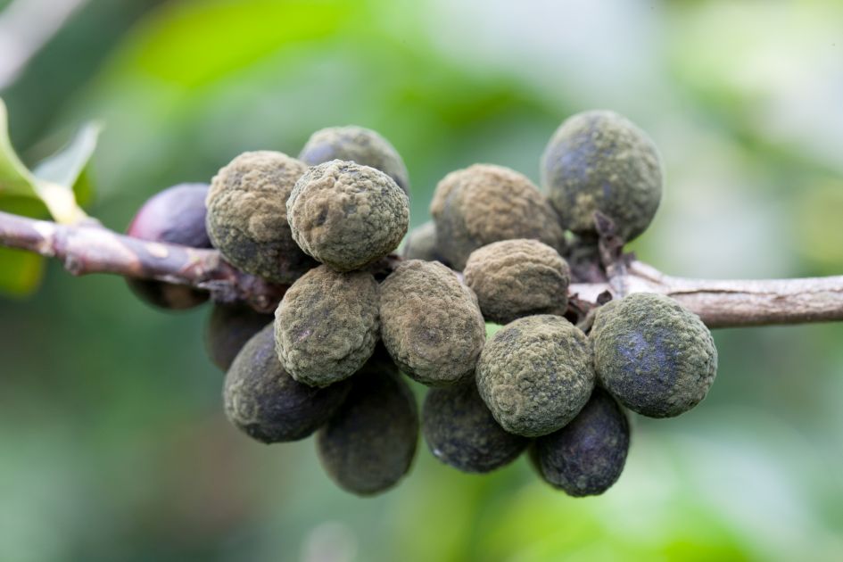 Cluster Kaffeekirschen als Late Harvest Special mit grünem unscharfem Hintergrund.